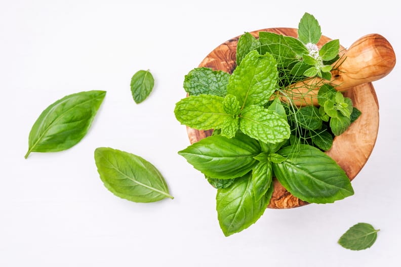 principais Plantas medicinais usadas na fitoterapia